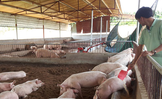 Tái đàn đảm bảo nguồn cung thịt lợn: Lợi ích cho nhiều bên